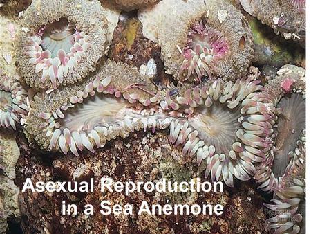 Asexual Reproduction in a Sea Anemone. Sexual Behavior in Parthenogenetic Lizards (all female); adults are haploid (a) The female on the back induces.