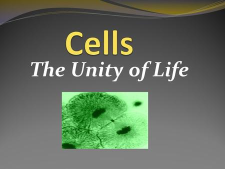 The Unity of Life. Historical Background  Robert Hooke (1600’s)- examined slices of cork with a magnifying glass and observed box-like structures which.