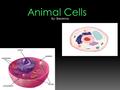 Animal Cells By: Breanna. What Organelles are in Animal Cells? There are 5 types of cell organelles in an animal cell. They are the: Mitochondria, Cell.