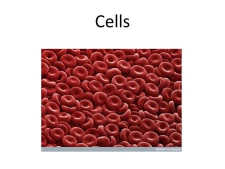 Cells. Light Microscopes Lenses bend light, magnifying and focusing the image. Simple Microscope: has one lens Example: magnifying glass Compound Microscope: