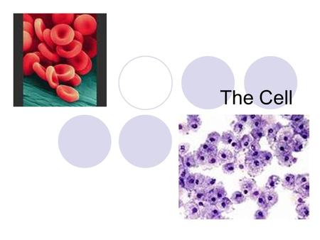 The Cell. History and Early Contributions Robert Hooke (1665) – first to see cells  Used an early microscope to look at a slice of cork and saw tiny.