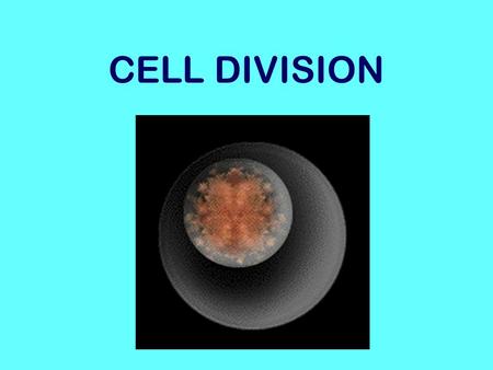 CELL DIVISION. Cells divide. This makes cells small. Why do cells divide? Why must cells be small?