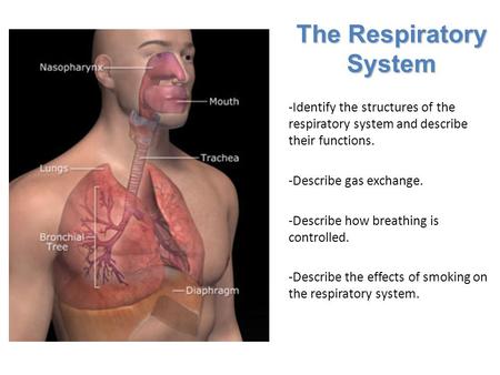 Lesson Overview Lesson Overview The Respiratory System -Identify the structures of the respiratory system and describe their functions. -Describe gas exchange.