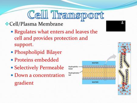  Cell/Plasma Membrane Regulates what enters and leaves the cell and provides protection and support. Phospholipid Bilayer Proteins embedded Selectively.