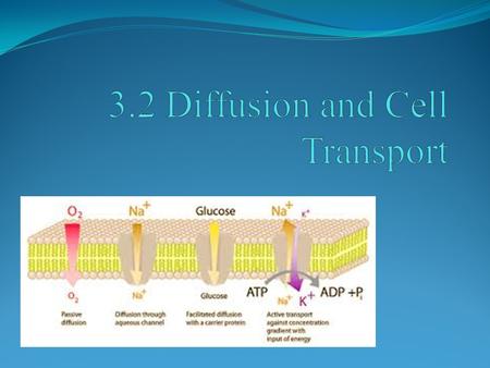 POINT > Describe the cell membrane as selectively permeable POINT > Define diffusion POINT > Describe osmosis POINT > Distinguish between passive and.