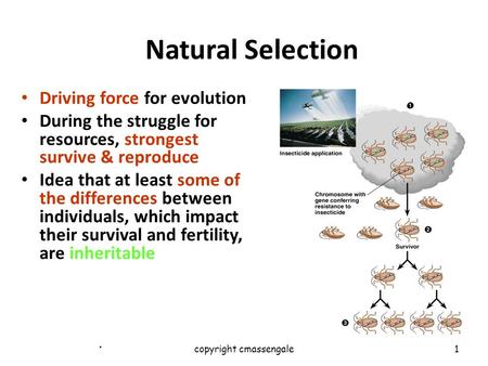 1. Natural Selection Driving force for evolution During the struggle for resources, strongest survive & reproduce Idea that at least some of the differences.