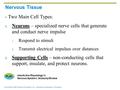 Copyright © 2006 Pearson Education, Inc., publishing as Benjamin Cummings PLAY InterActive Physiology ®: Nervous System I: Anatomy Review Nervous Tissue.