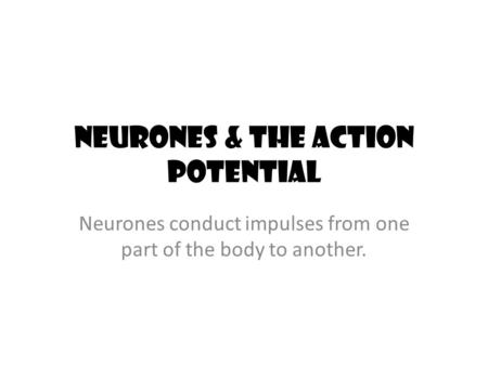 Neurones & the Action Potential Neurones conduct impulses from one part of the body to another.