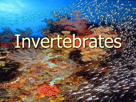 Invertebrates. Characteristics Of Animals ► Eukaryotes ► Multicellular ► Heterotrophs ► Lack cell walls ► Vertebrates  Backbone ► Invertebrates  No.