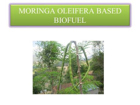 MORINGA OLEIFERA BASED BIOFUEL. Sustainable fuel and Food India – Largest Producer Drought free & Fast growing INTRODUCTION.