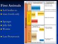 First Animals Soft bodies so Soft bodies so trace fossils only trace fossils only Sponges Sponges Jelly fish Jelly fish Worms Worms Late Proterozoic Late.