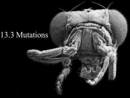 13.3 Mutations. POINT > Define a gene in simple terms POINT > Define and describe genetic mutations POINT > Distinguish between gene and chromosomal mutations.