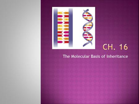 The Molecular Basis of Inheritance.  Your DNA – contained in 46 chromosomes you inherited from your parents in mitochondria you inherited from your mother.