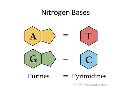 Nitrogen Bases. Genes code for ___________. DNA= Deoxyribonucleic Acid.