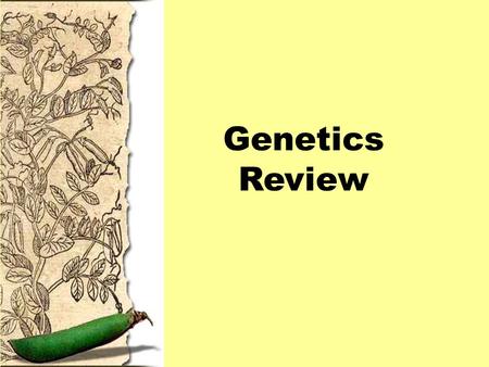 Genetics Review. What term would describe the following genotypes: Hh or Rr Heterozygous.