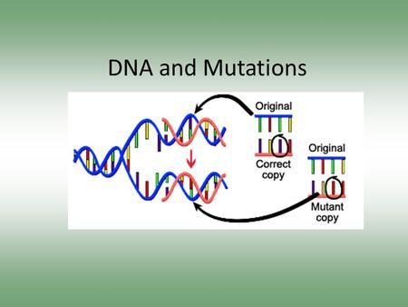 DNA and Mutations. 5 Mutation Facts Write down five facts about mutations as we go through the following videoclips Video 1 Video 2 – Repair Video 3 –