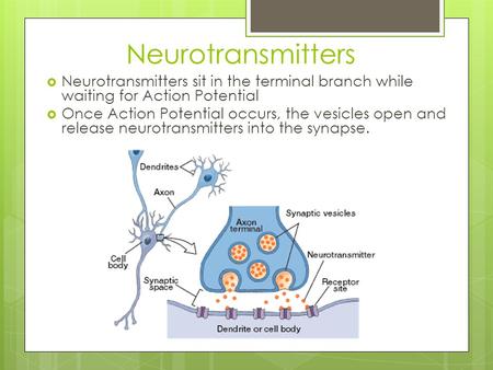 Neurotransmitters  Neurotransmitters sit in the terminal branch while waiting for Action Potential  Once Action Potential occurs, the vesicles open and.