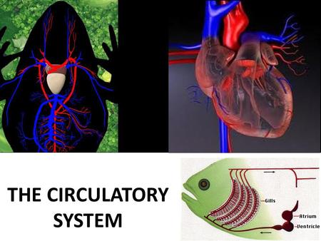 THE CIRCULATORY SYSTEM. The Circulatory System Importance in large multicellular organisms: transport various substances between: ■ external environment.