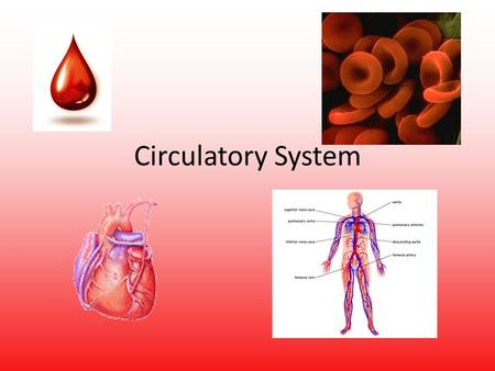 Circulatory System. Human Transport The circulatory system picks up materials and distributes the materials throughout an organism. Most circulatory systems.