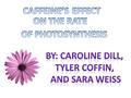 Introduction Water  splits into hydrogen and oxygen molecules  the hydrogen powers the synthesis of ATP  powers the Calvin Cycle and dark reactions.