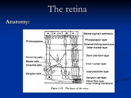 The retina Anatomy:.