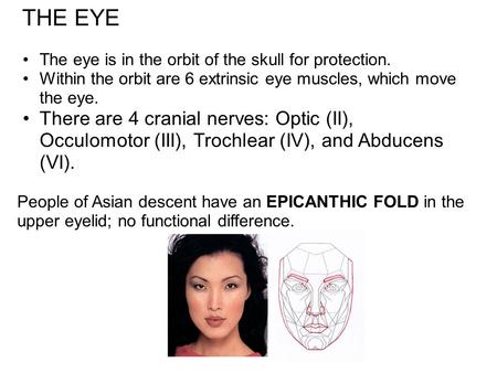 The eye is in the orbit of the skull for protection. Within the orbit are 6 extrinsic eye muscles, which move the eye. There are 4 cranial nerves: Optic.