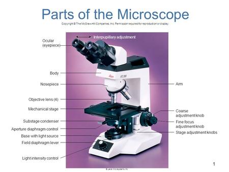 1 Parts of the Microscope Ocular (eyepiece) Interpupillary adjustment Body Arm Coarse adjustment knob Fine focus adjustment knob Stage adjustment knobs.