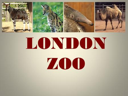 LONDON ZOO.