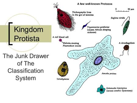 Kingdom Protista The Junk Drawer of The Classification System.