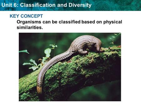 Unit 6: Classification and Diversity KEY CONCEPT Organisms can be classified based on physical similarities.