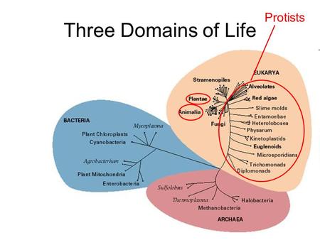 Three Domains of Life Protists