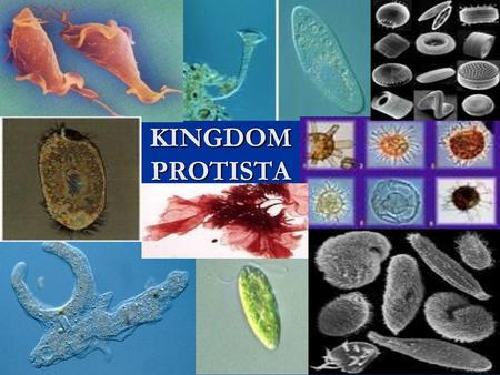 Kingdom Protista Cell type: microscopic, mostly unicellular, some are multicellular (algae) ALL are eukaryotic (have a nucleus) Most live in water (though.