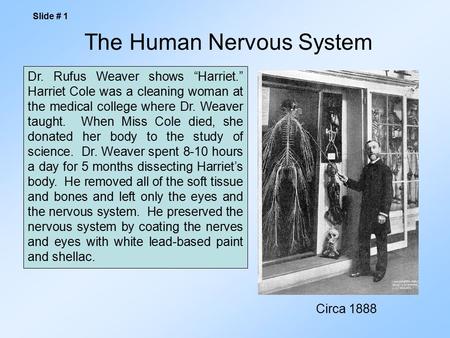 The Human Nervous System Slide # 1 Dr. Rufus Weaver shows “Harriet.” Harriet Cole was a cleaning woman at the medical college where Dr. Weaver taught.