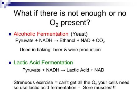 What if there is not enough or no O 2 present? Alcoholic Fermentation (Yeast) Pyruvate + NADH → Ethanol + NAD + CO 2 Used in baking, beer & wine production.