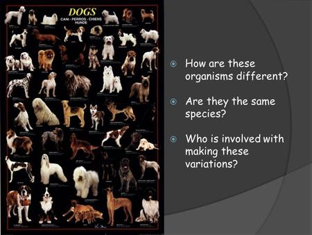  How are these organisms different?  Are they the same species?  Who is involved with making these variations?