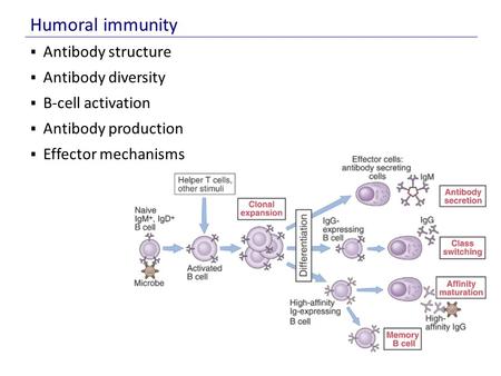 Humoral immunity Antibody structure Antibody diversity