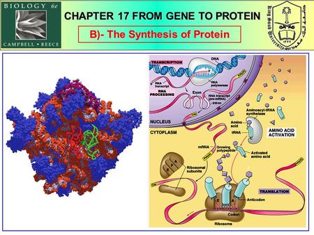 1 B)- The Synthesis of Protein CHAPTER 17 FROM GENE TO PROTEIN.