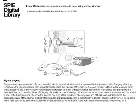 Date of download: 5/30/2016 Copyright © 2016 SPIE. All rights reserved. Diagrammatic representation of a mouse with a skin/body wall window and transplanted.