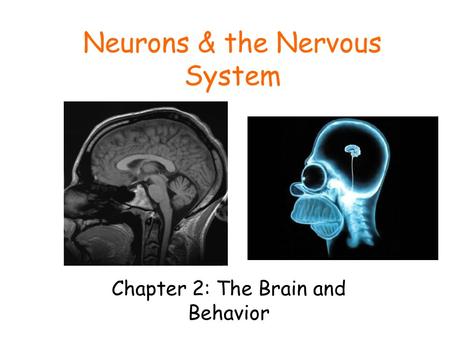 Neurons & the Nervous System Chapter 2: The Brain and Behavior.