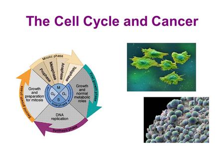 The Cell Cycle and Cancer. How do we define cancer? Cancer is: 1. a disease of the cell cycle. 2. a group of disorders that cause some of the body’s cells.