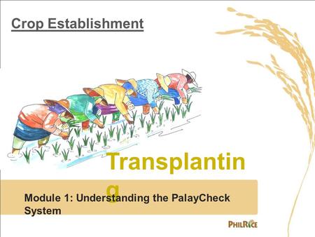 Transplanting Crop Establishment