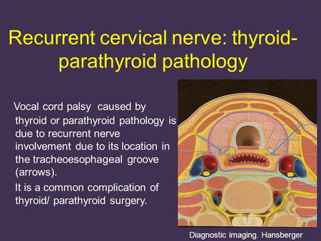 Recurrent cervical nerve: thyroid- parathyroid pathology Vocal cord palsy caused by thyroid or parathyroid pathology is due to recurrent nerve involvement.