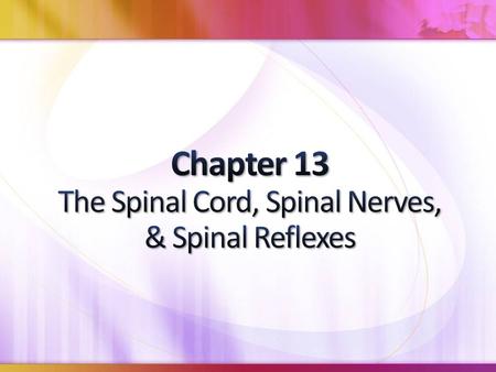 Anatomy of the Spinal Cord Cervical enlargment lumbar enlargement conus medullaris Cervical enlargment (C 7 -C 8 ), lumbar enlargement (T 11 -T 12 ),