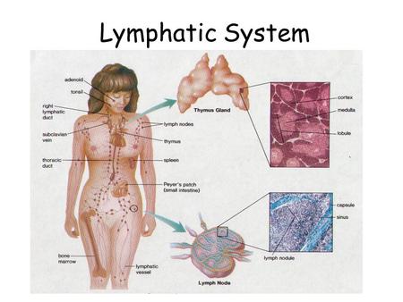 Lymphatic System.