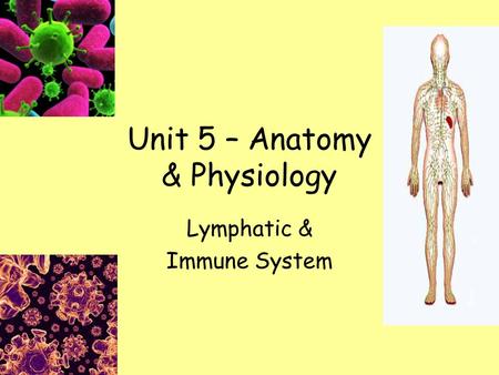 Unit 5 – Anatomy & Physiology Lymphatic & Immune System.