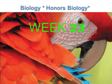 Lesson Overview Lesson Overview What is Ecology? Biology * Honors Biology* WEEK 23.