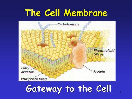 1 The Cell Membrane Gateway to the Cell. 2 Cell Membrane flexible, not rigid The cell membrane is flexible, not rigid.