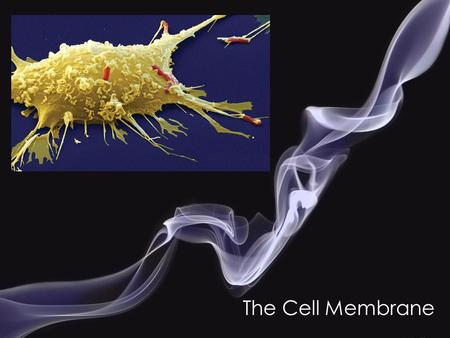 The Cell Membrane.