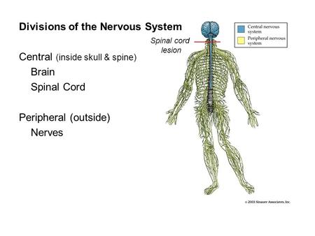 Divisions of the Nervous System Central (inside skull & spine) Brain