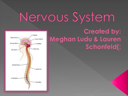  Explain and discuss what the nervous system  Discuss the functions and diseases/problems the nervous system can bring  Show and explain a model of.